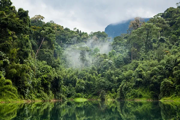Тропические леса Лицензионные Стоковые Изображения