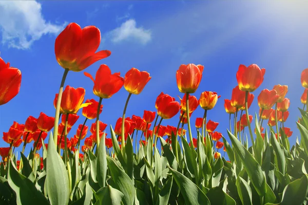 stock image Red Tulips