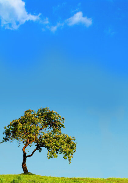 A Single Tree Standing Alone with Blue Sky and Grass