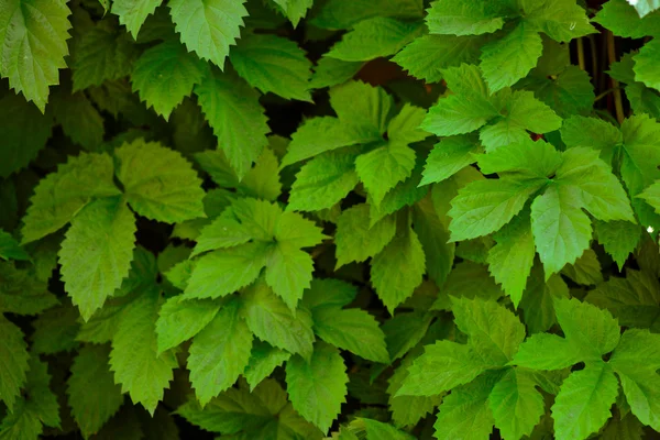 Zelené listy stěny pozadí — Stock fotografie