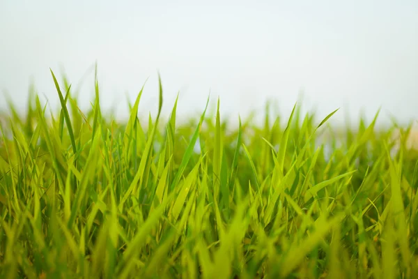 stock image Green grass over sky line