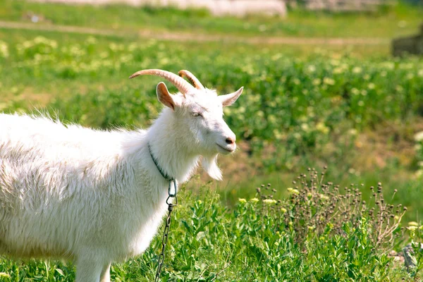 stock image Nunny-goat on the green meadow