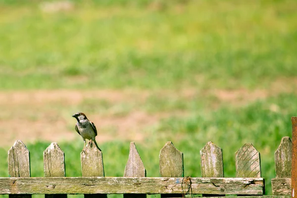 坐在围栏上的小麻雀. — 图库照片