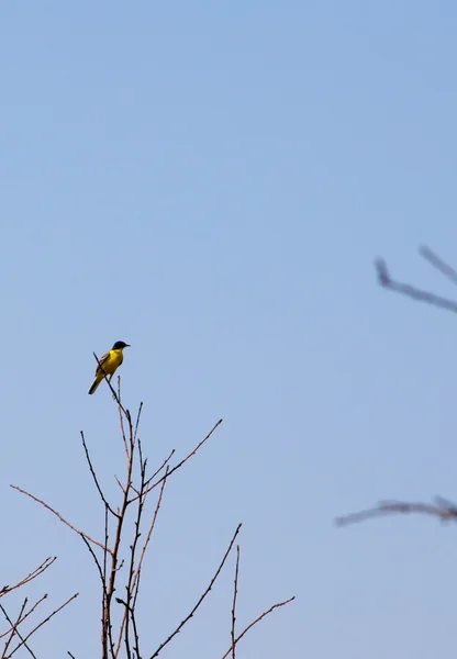 Bird sitting on the tree — Stock Photo, Image