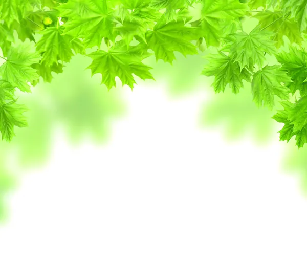 Весняна рамка з листям клена — стокове фото