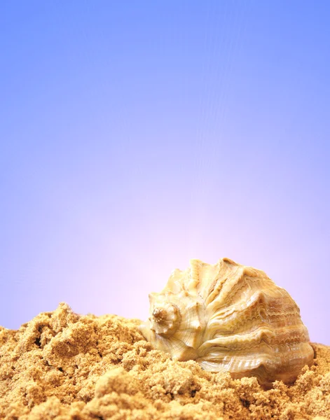 Κέλυφος στην άμμο — Φωτογραφία Αρχείου