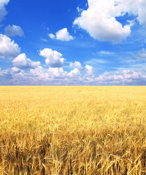 ライ麦の作物 — ストック写真