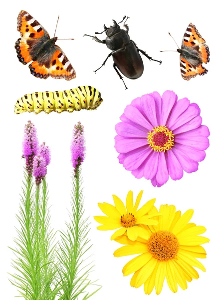 stock image Set of flowers and insects