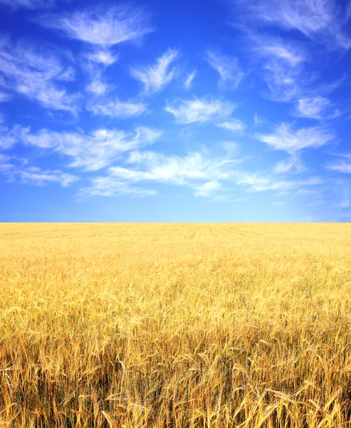 ライ麦の作物 — ストック写真
