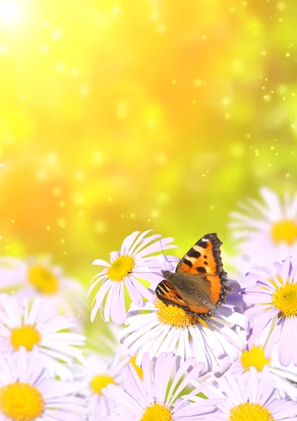 Butterfly — Stock Photo, Image