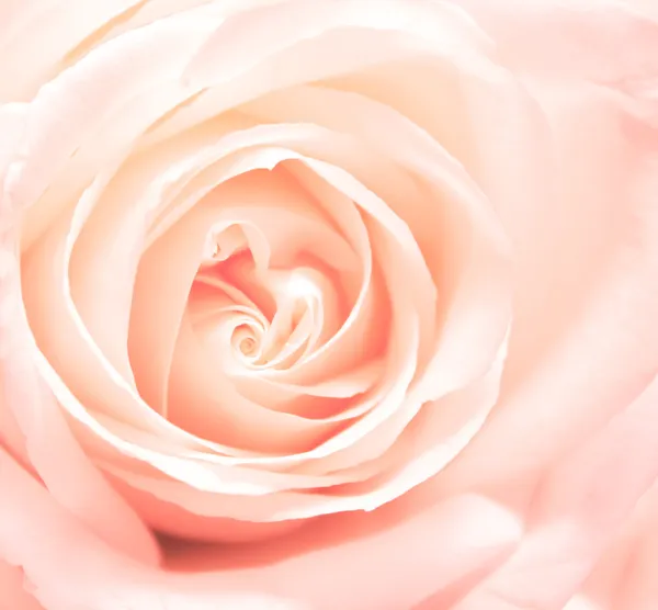 Puha rózsaszín rózsa — Stock Fotó