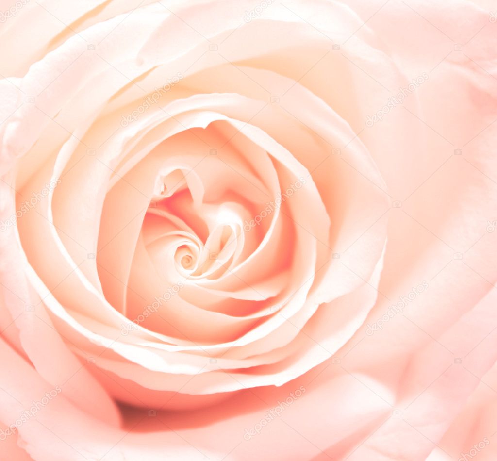 Softness pink rose