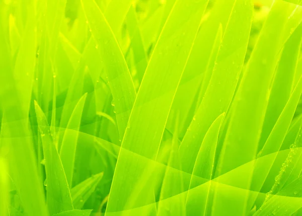 Abstrakt bakgrund av grön färg — Stockfoto