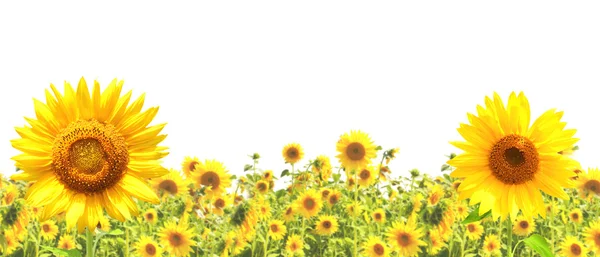 stock image Sunflowers