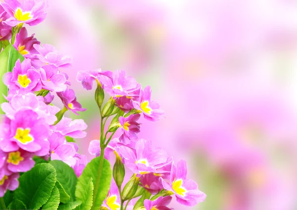 Vårblomster – stockfoto