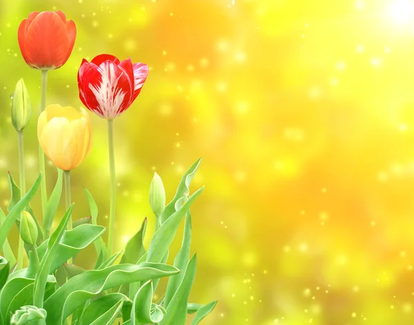 Tulpen — Stockfoto