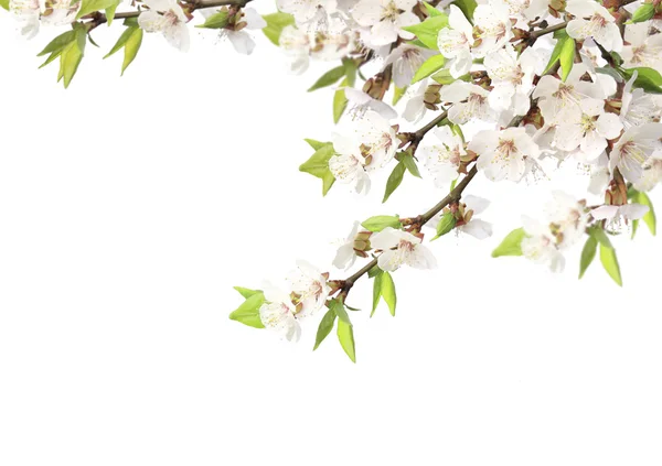 Květy třešní — Stock fotografie