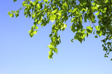 bir huş ağacı yaprakları