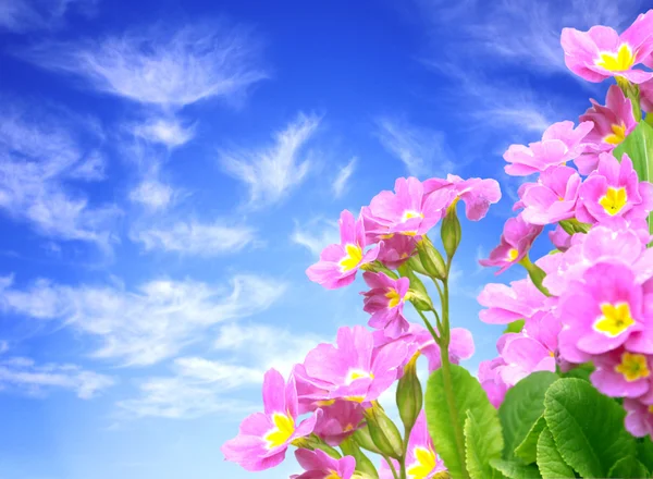 Frühlingsblumen — Stockfoto