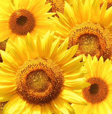 Sunflowers clipart