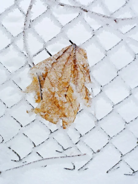 Vintern blad på staketet. — Stockfoto