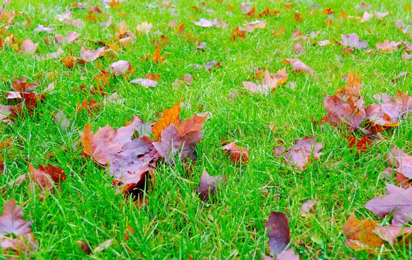 Foglie invernali . — Foto Stock