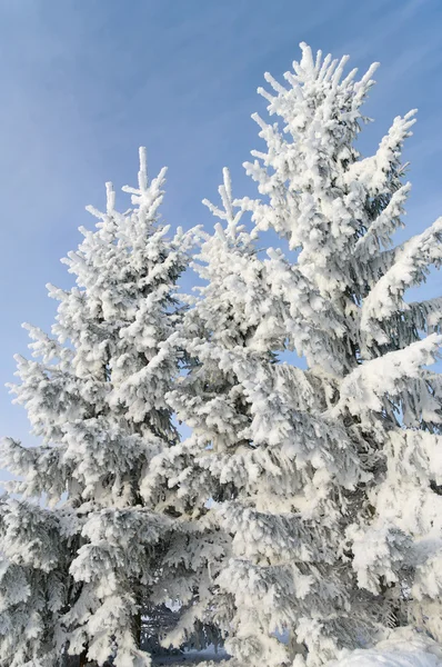 Gruppe von schneebedeckten Bäumen. — Stockfoto