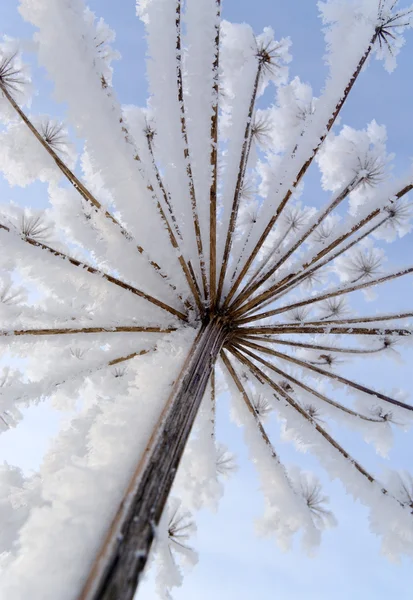 Sneeuw op de plant. — Stockfoto