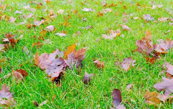 Foglie invernali . — Foto Stock