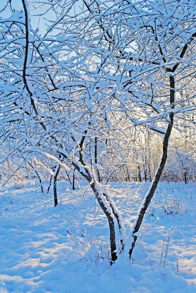 Сніг на деревах . — стокове фото
