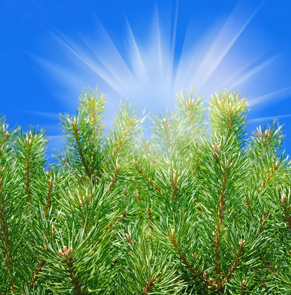 Fir trees. Royalty Free Stock Images
