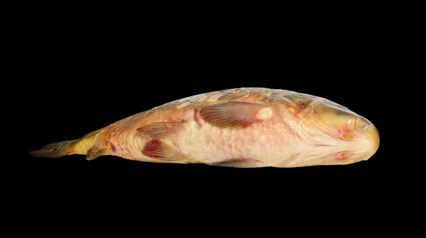 Wie der Fisch schmeckt. — Stockfoto