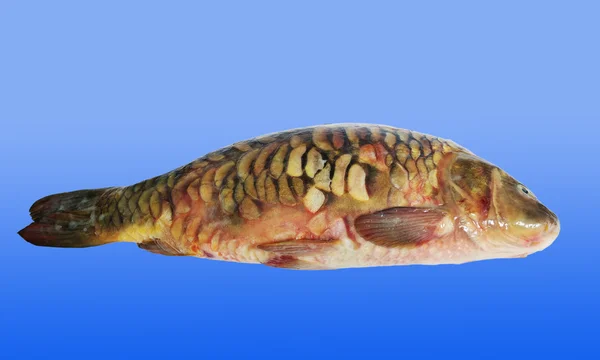 Рыба на голубой поверхности . — стоковое фото