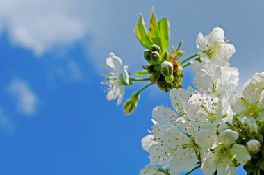 kiraz ağacı çiçeği.