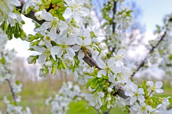 Včela na cherry strom. — Stock fotografie