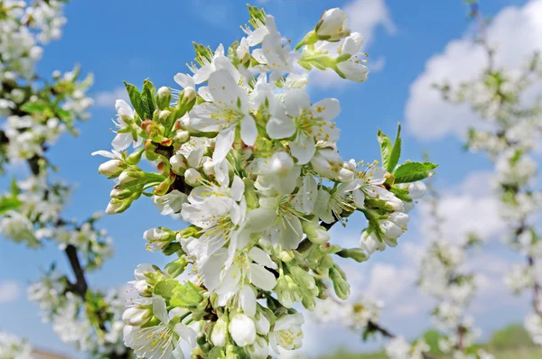 Blossom tree. — Stock Photo, Image