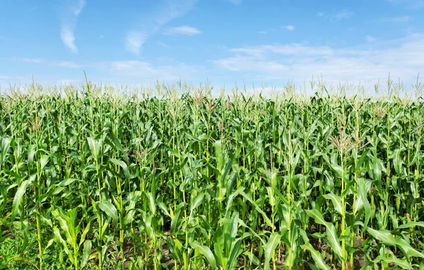 Campo del maíz . —  Fotos de Stock