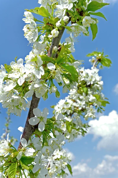 Tree blossom. — Stock Photo, Image