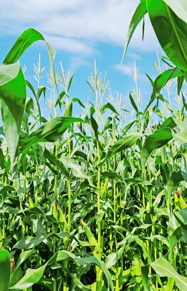 Вирощування кукурудзи . — стокове фото