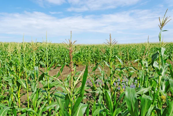 Puddle en el campo de maíz . —  Fotos de Stock