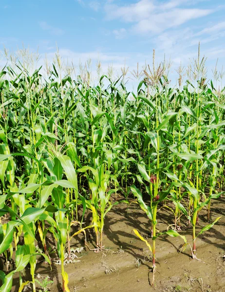 Corn field after rain. — Stock Photo, Image