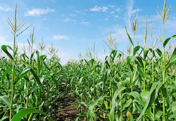 Zöld föld kukorica. — Stock Fotó
