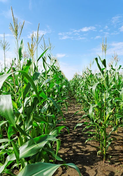 stock image Row of the plants.