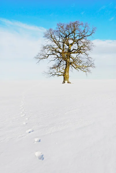 Árvore solitária na terra . — Fotografia de Stock