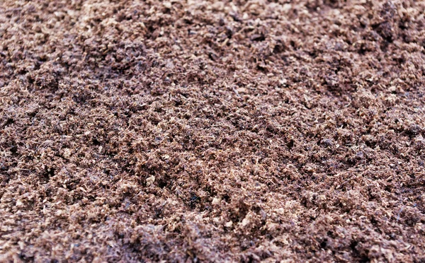 Substrato di tappeto erboso . — Foto Stock