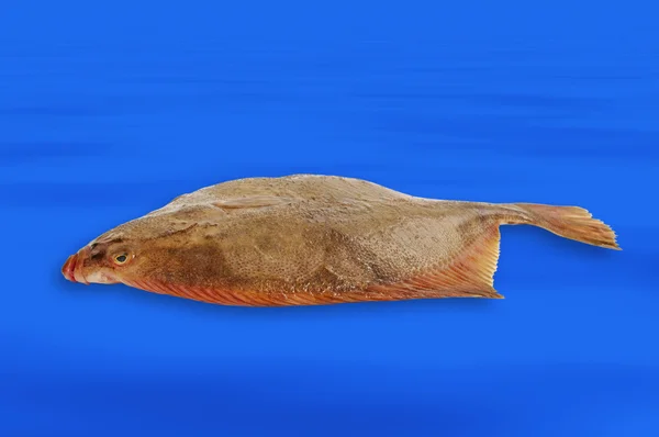 Flatfish. — Stock Photo, Image