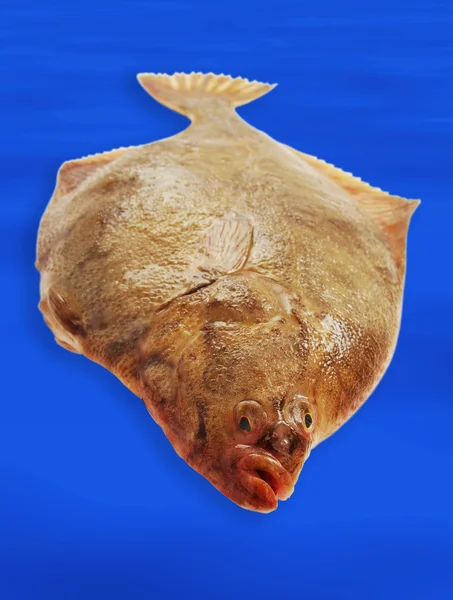 A kék lepényhal. — Stock Fotó