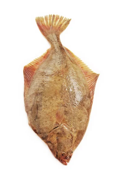 Сырая плоская рыба . — стоковое фото