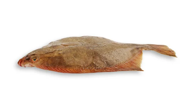 Flatfish. — Stock fotografie