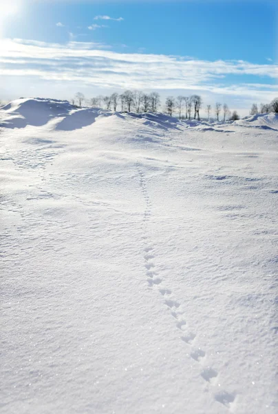 Spur auf dem Schnee. — Stockfoto